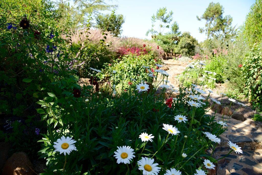 Sunlit garden with white daisies, pink flowers, and lush green plants along a stone path
