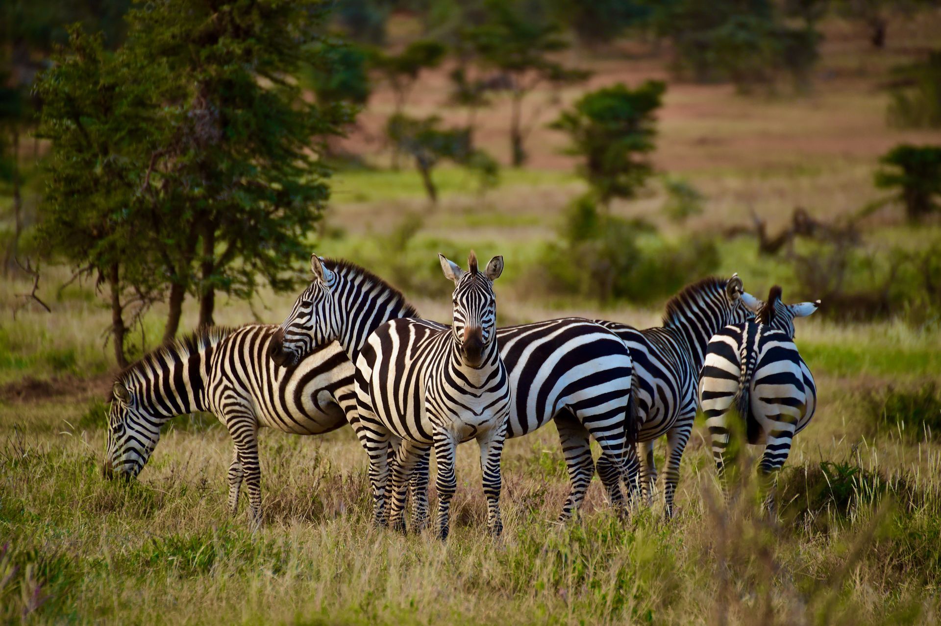 Several zebras grazing in tall grass on a savanna, with trees in the background