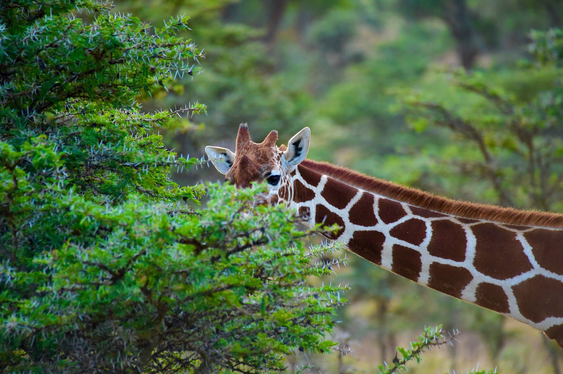 Giraffe peeking through green foliage in a natural habitat