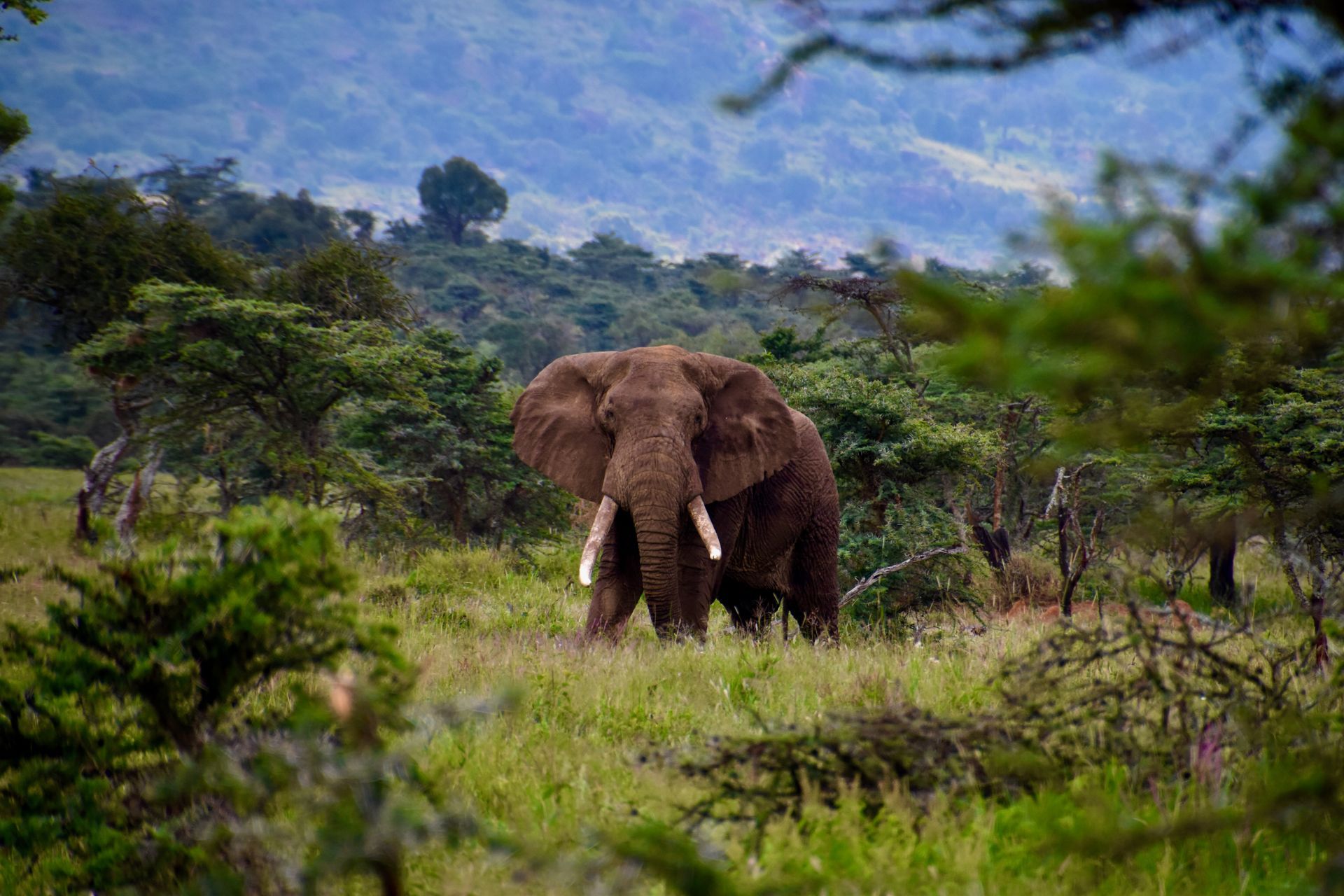 Elephant standing in tall grass with trees and hills in the background