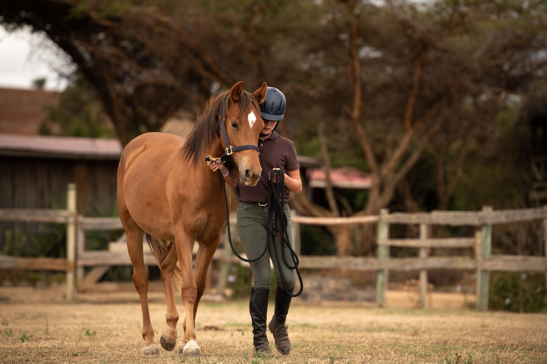 Person leading a brown horse in a fenced paddock outdoors