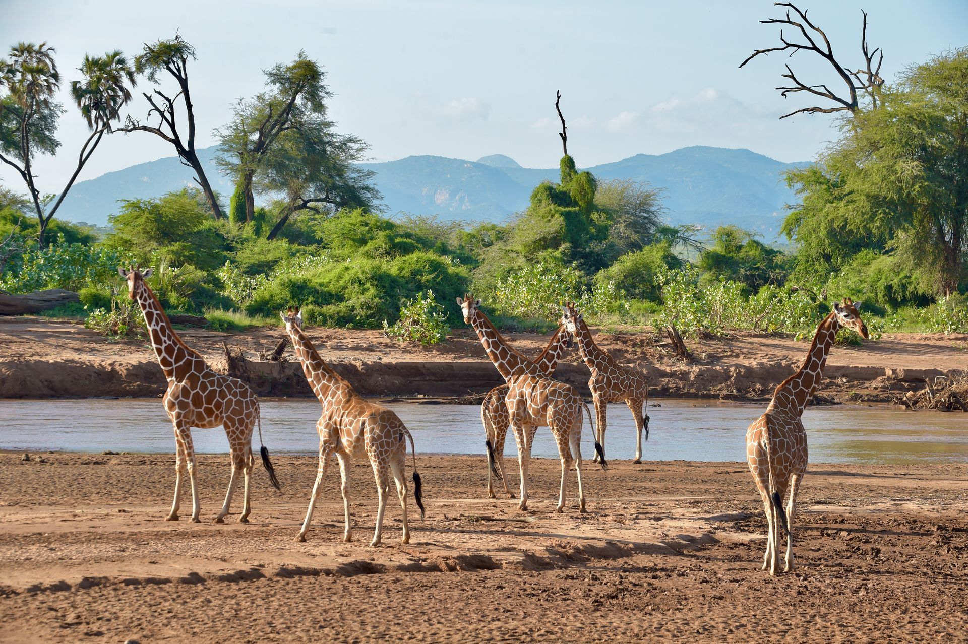 Giraffes standing on dry ground near a waterhole with green trees and distant hills in the background