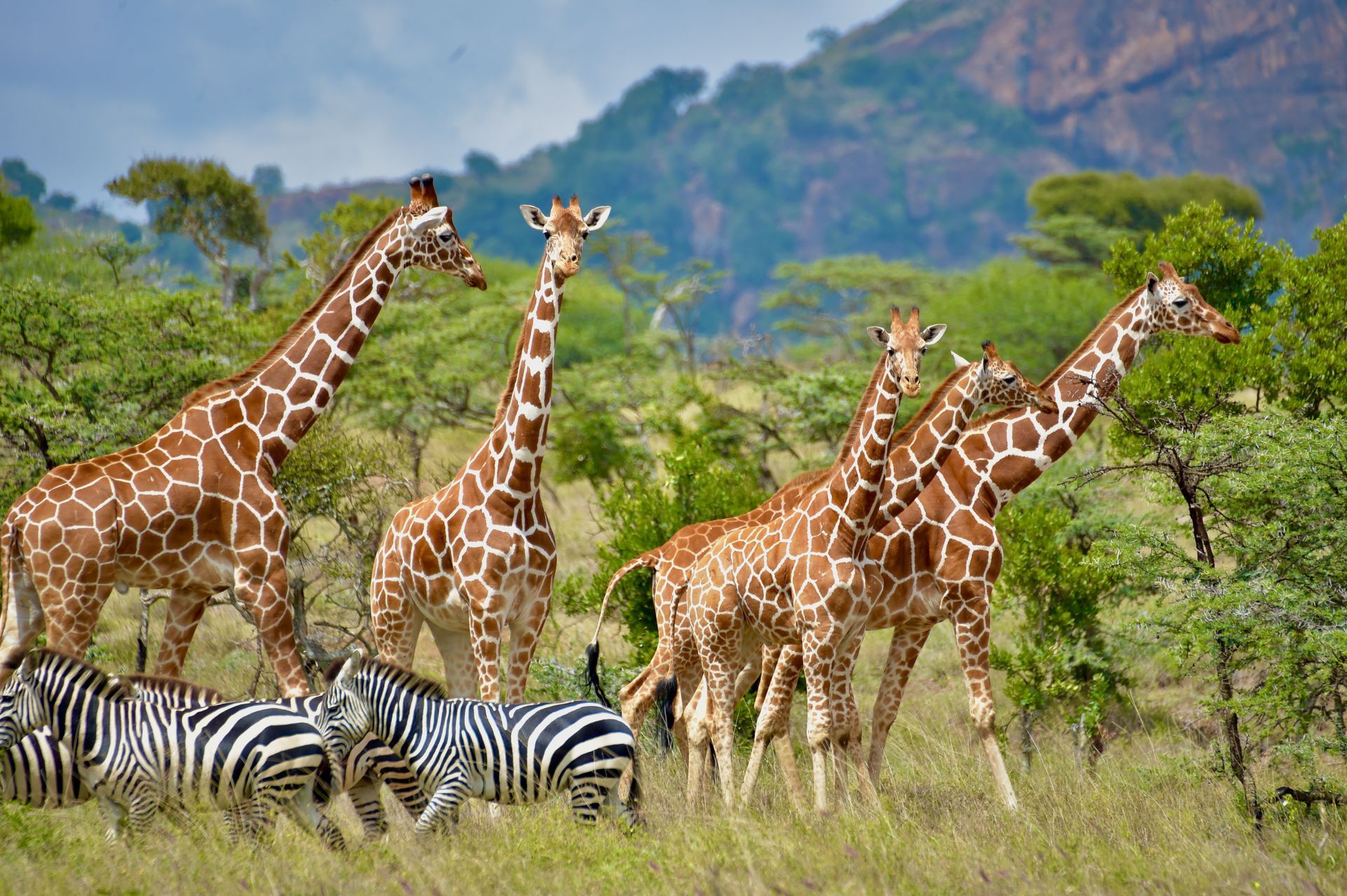 Giraffes and zebras grazing in a green savanna with trees and hills in the background