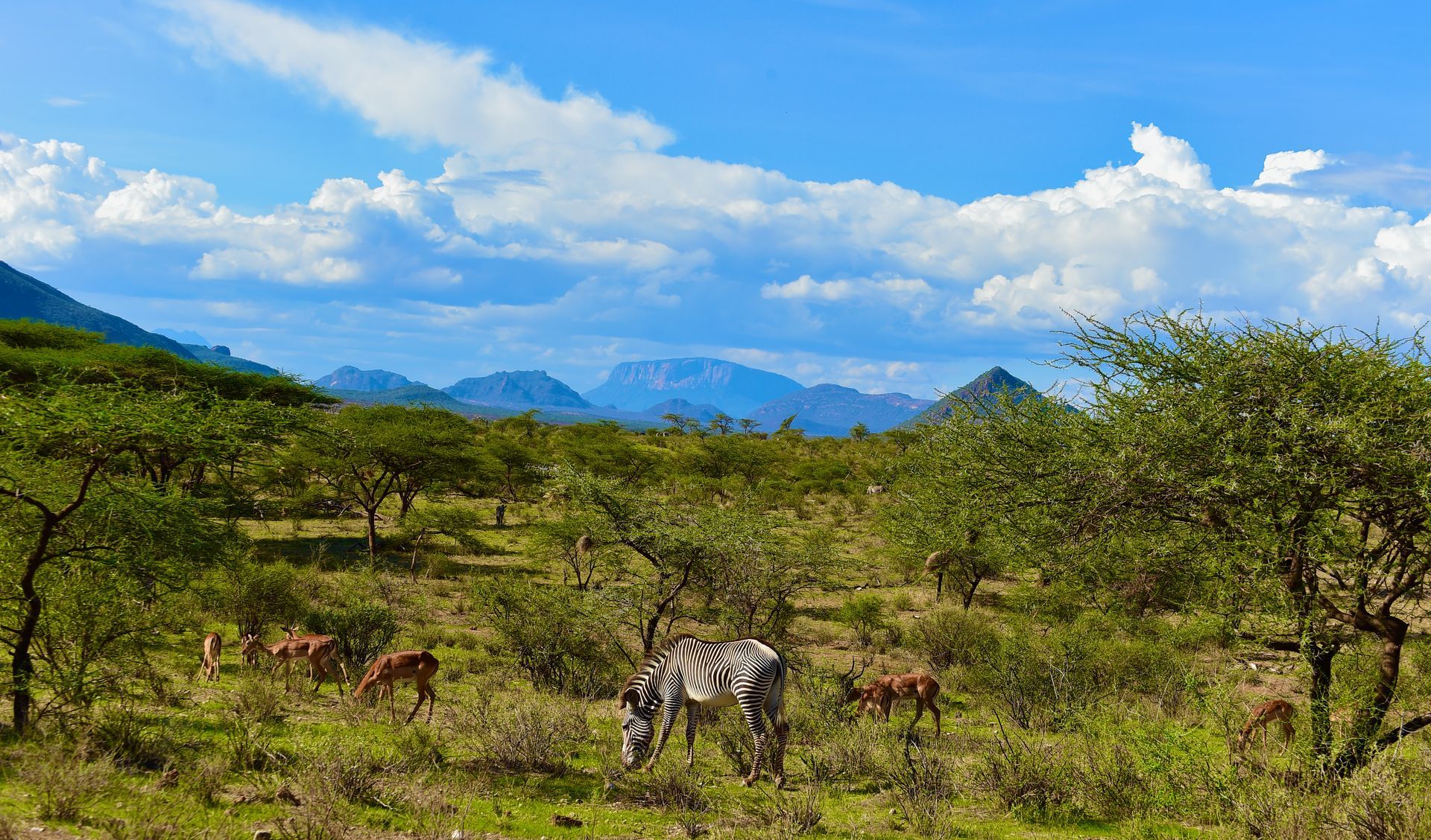 Savanna landscape with scattered trees, grazing cattle, and distant blue mountains under a cloudy sky