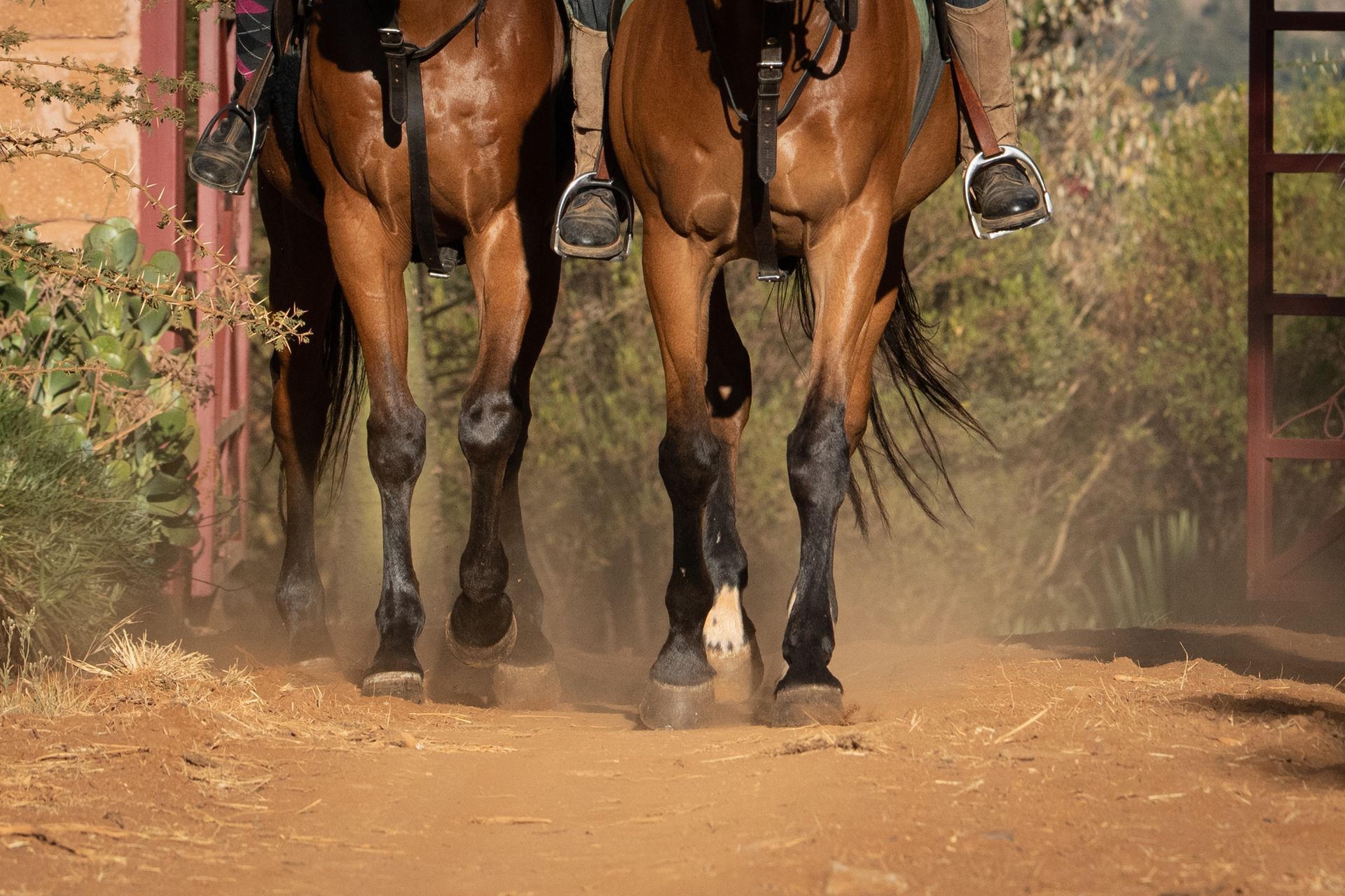 Two horses gallop down a dusty path between brick walls, hooves kicking up dust.