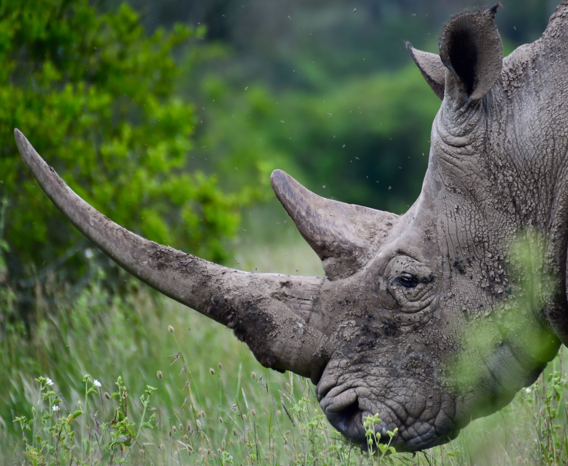 Close-up of a rhinoceros grazing in tall grass, with its horn and wrinkled gray skin visible.