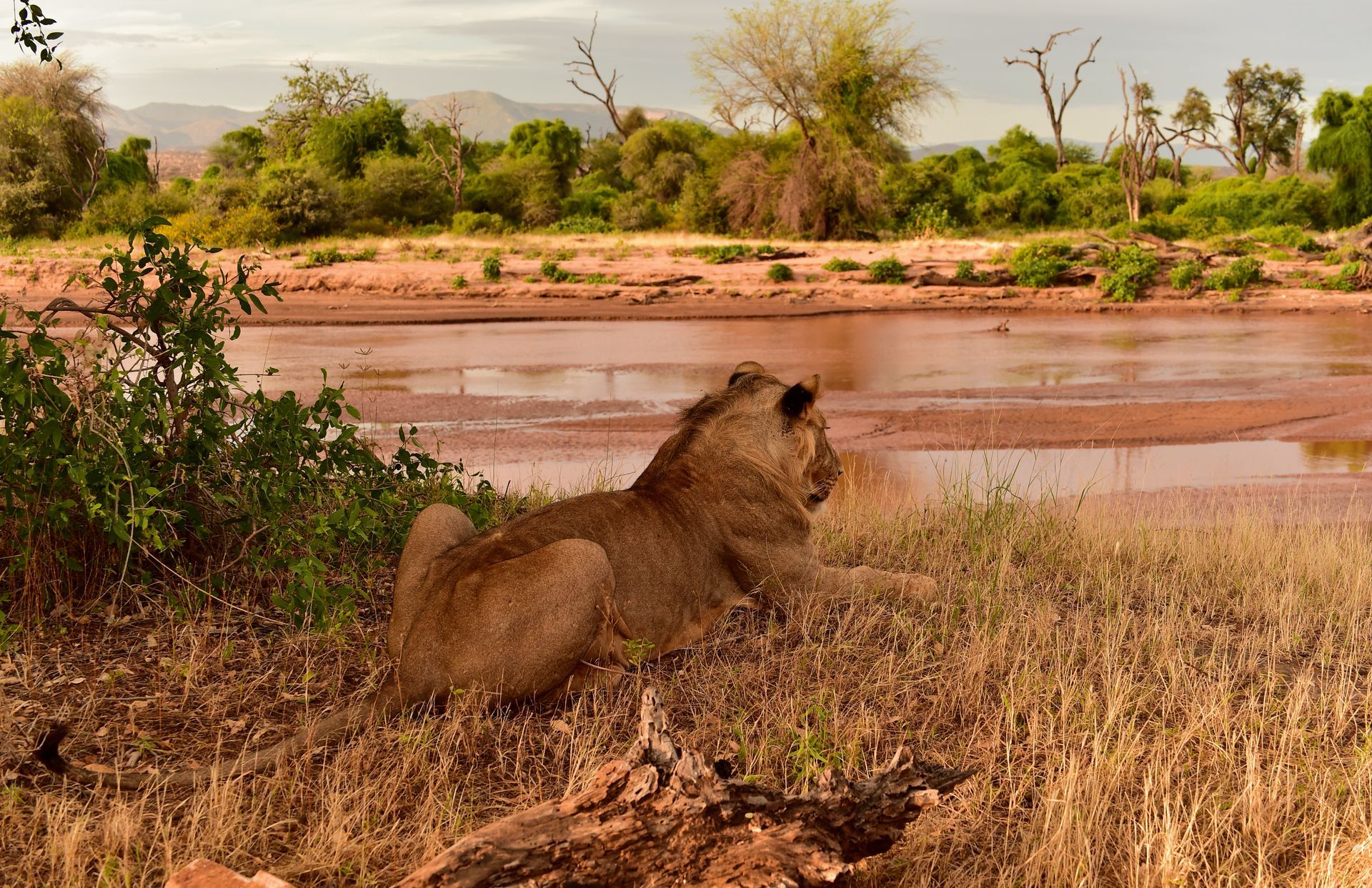 Lion resting in dry grass beside a river, with trees and hills in the background