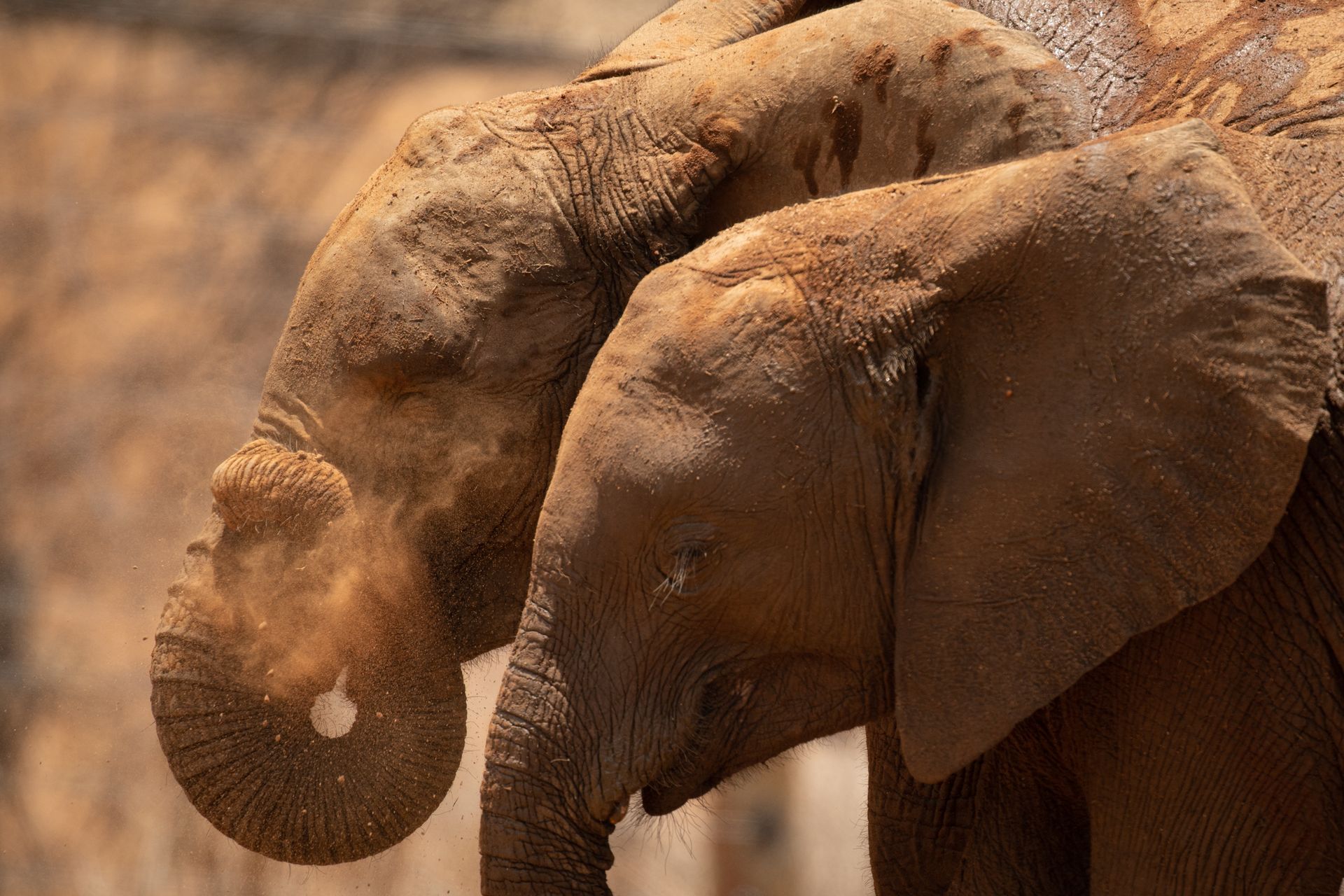 Two elephants standing close together in a dusty, sunlit landscape.