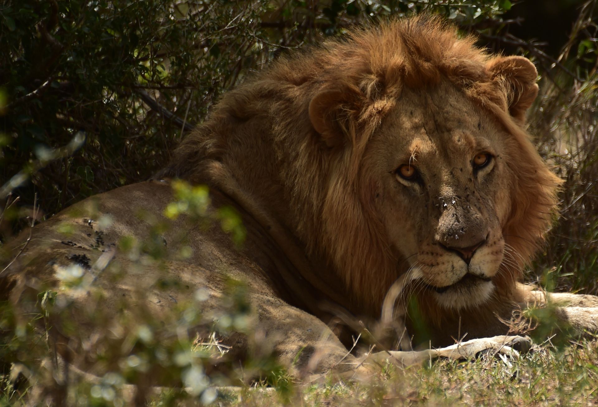 Lion resting in shaded grass, looking toward the camera.