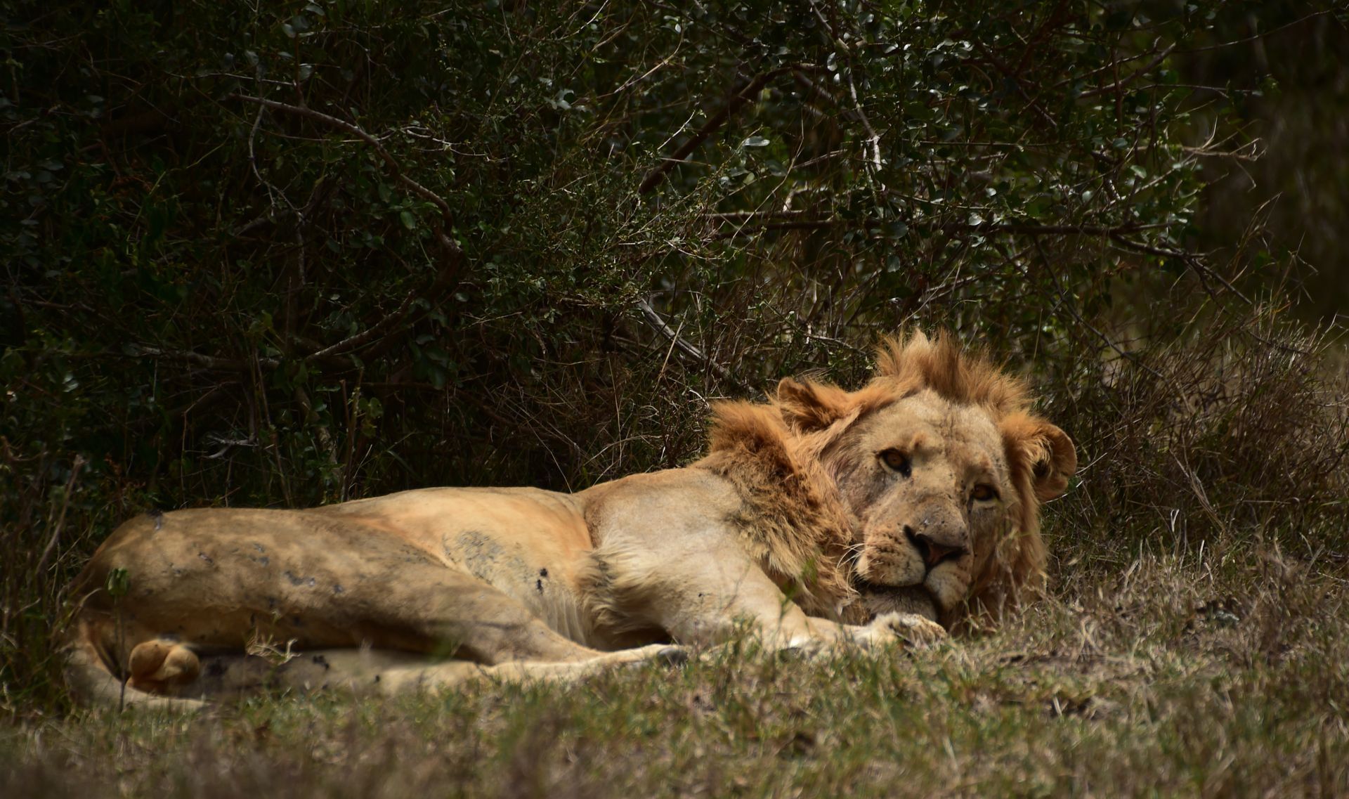 Lion lying in dry grass, resting in sunlight with a shadowy green background