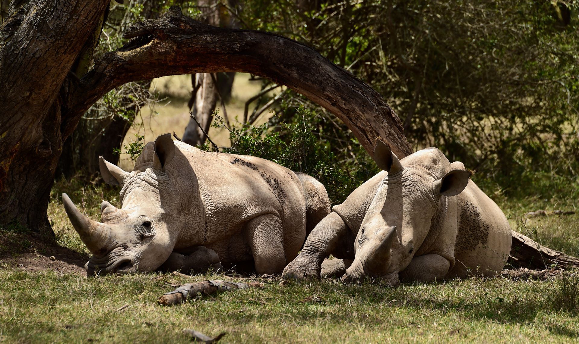 Two rhinos resting in the shade of a tree in a grassy enclosure