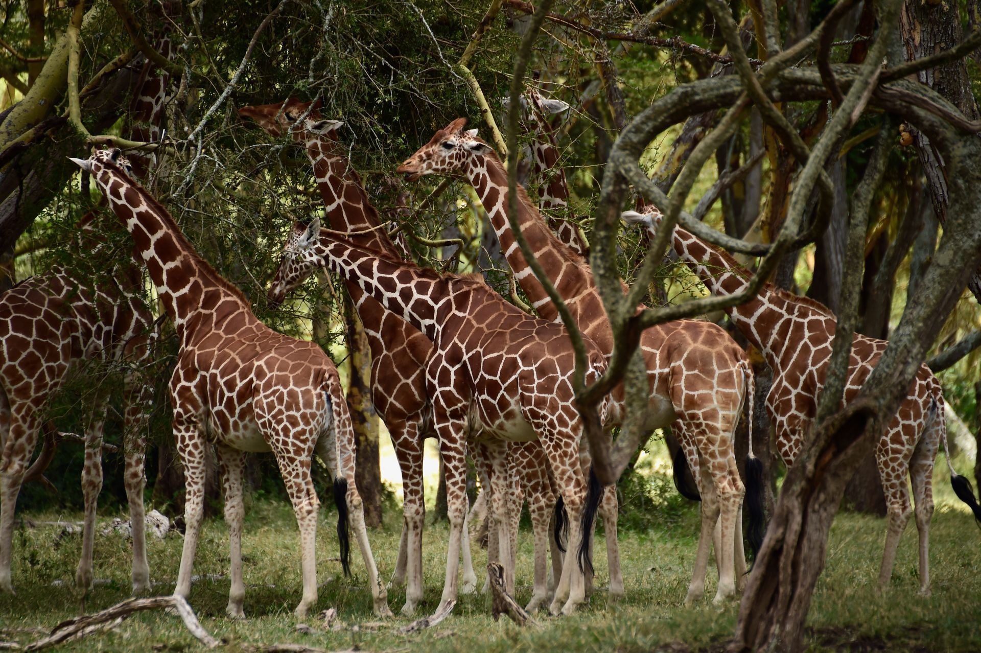 Three giraffes standing among trees in a grassy forest
