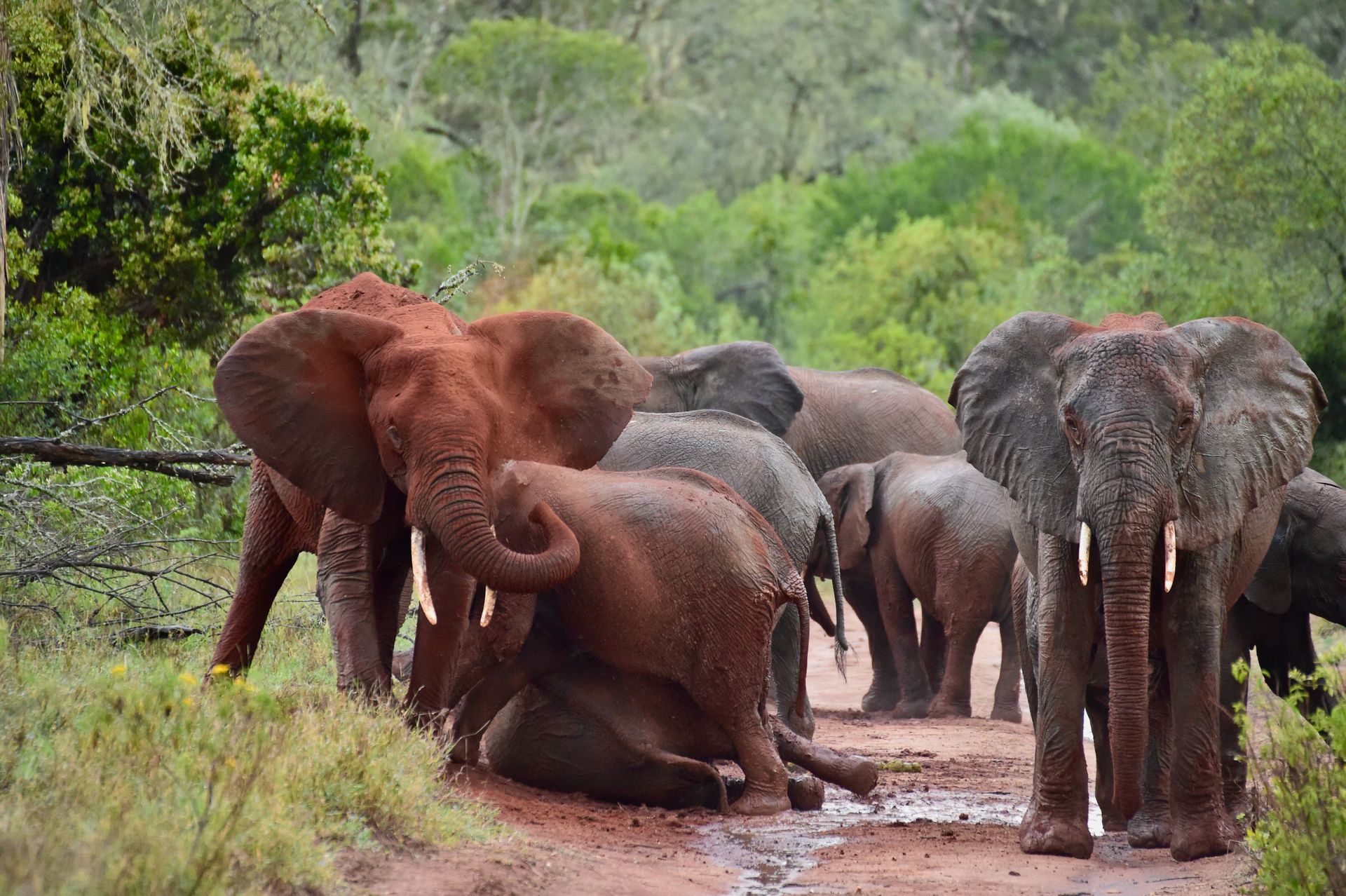 A herd of elephants, including two red mud-covered ones, stands on a forest path.