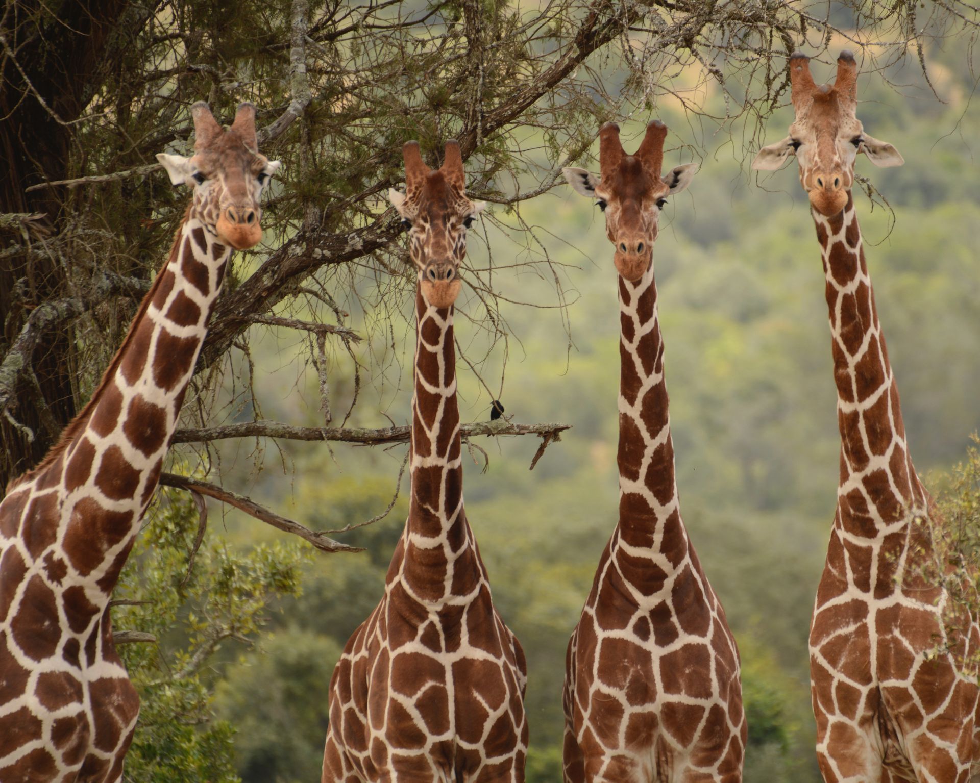 Four giraffes standing together in a grassy safari setting, with trees in the background