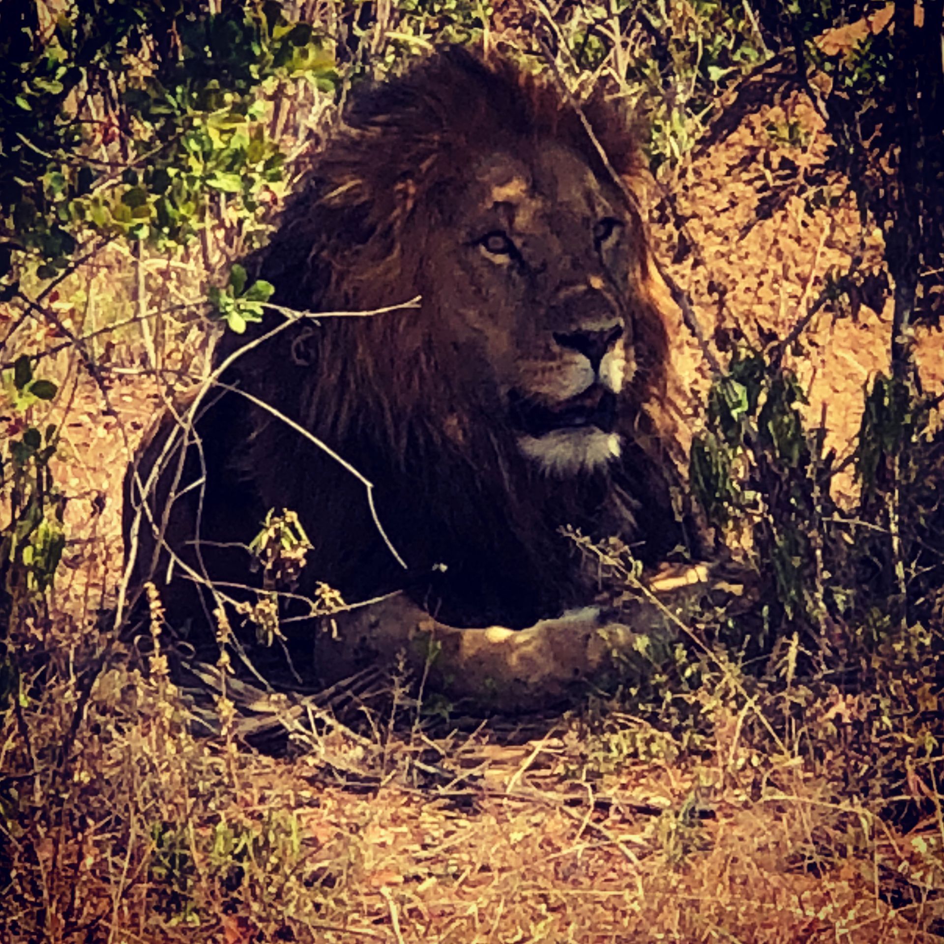 Lion resting in dry brush and sunlight, partially hidden by foliage