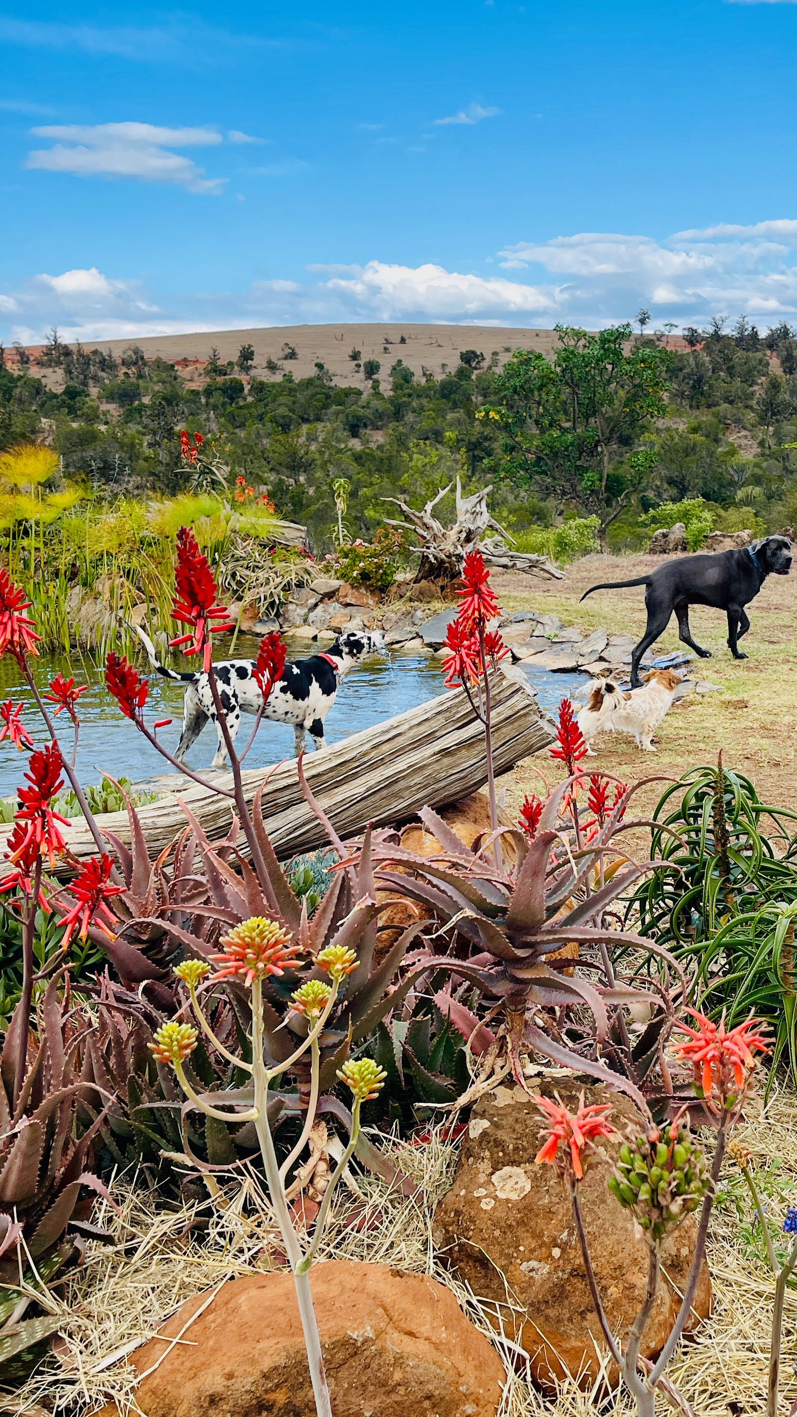 Flowering cactus in a desert garden with a black horse near a sunlit path under a blue sky