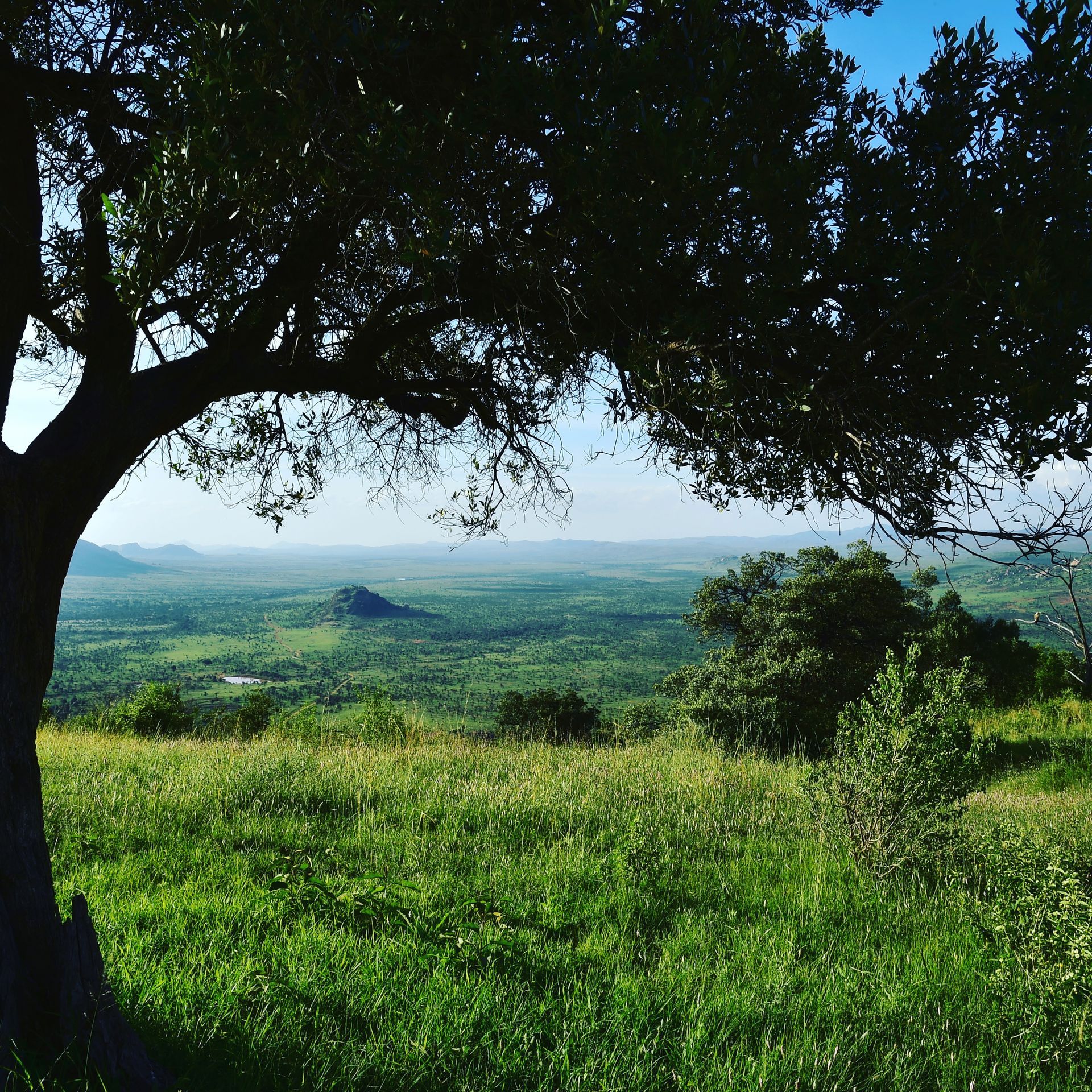Shaded green meadow overlooking a distant valley under a clear blue sky