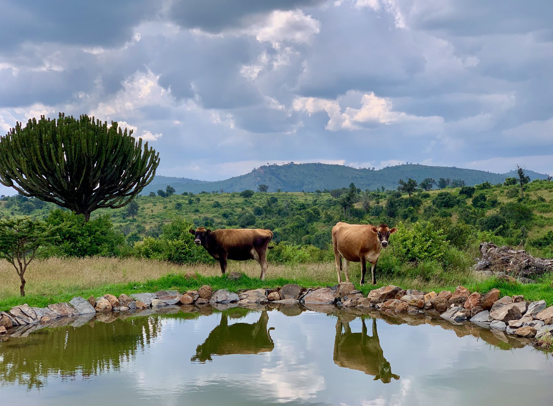 Two cows by a pond reflecting cloudy sky, with green hills and trees in the background