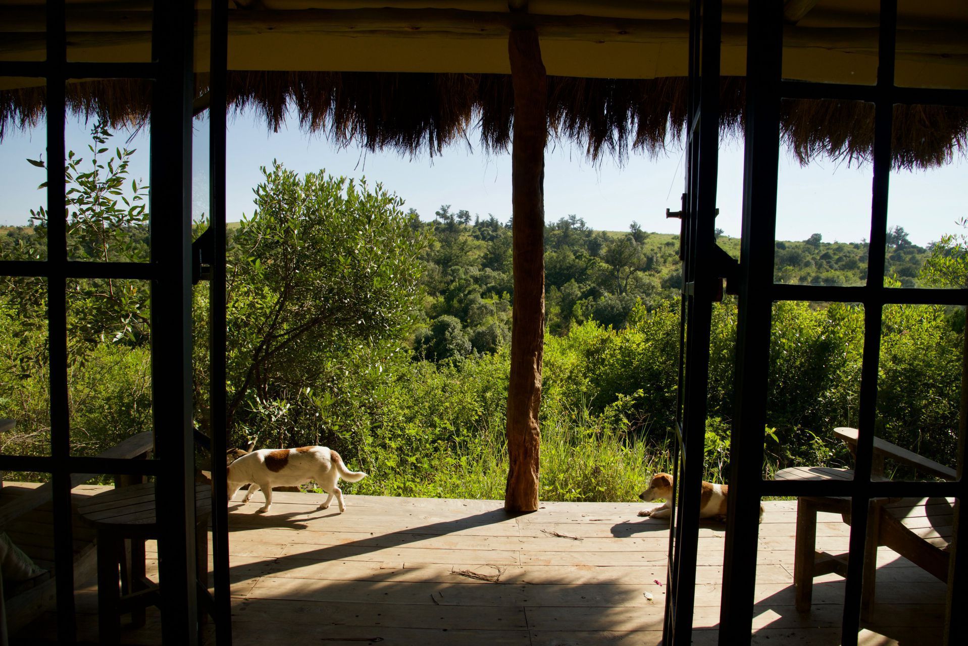 Wooden porch opening to a sunny green field, with a dog walking outside