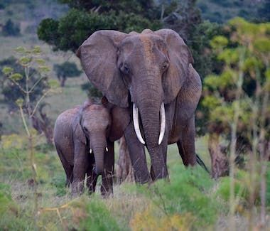 Adult and baby elephants standing together in a grassy savanna