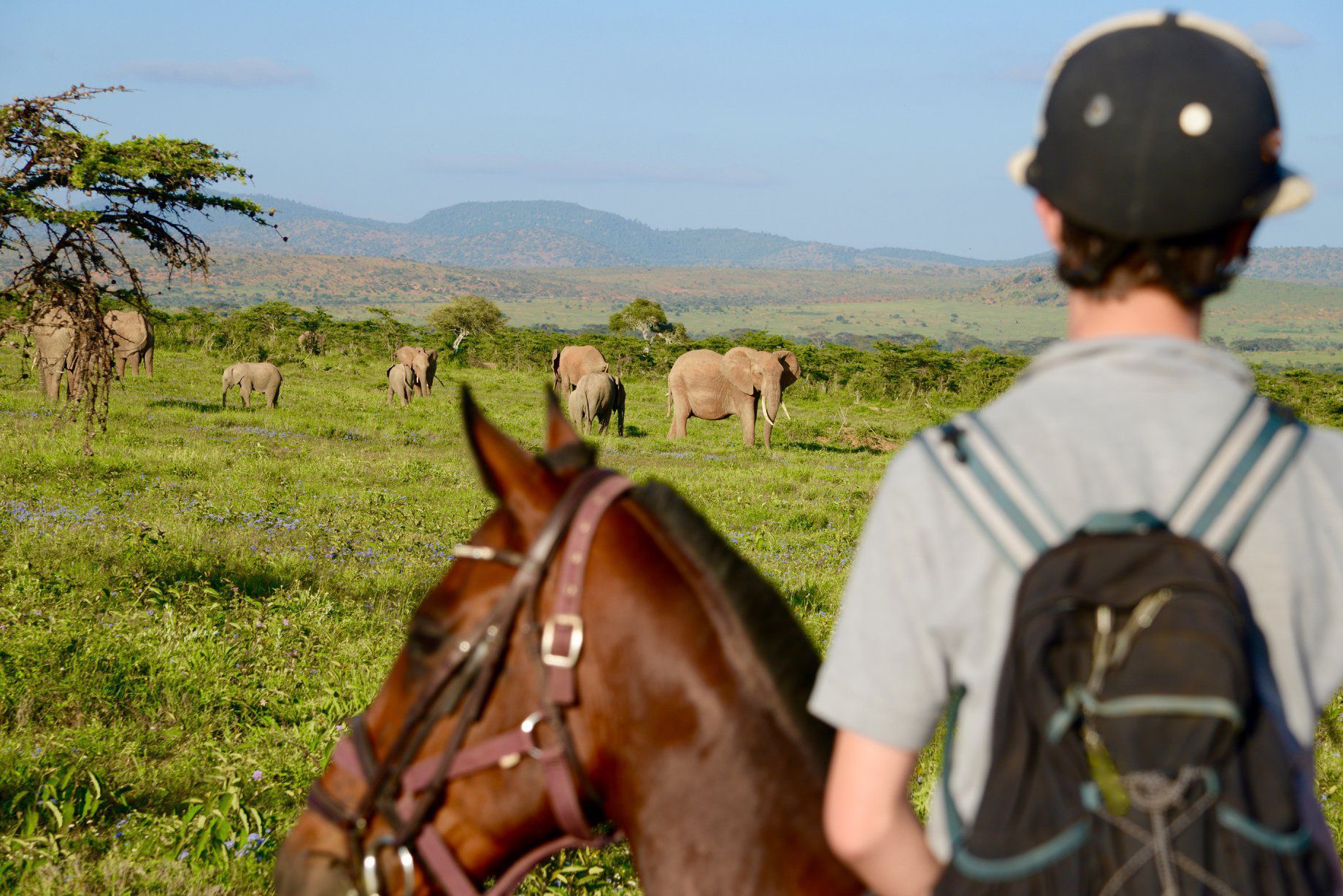Horseback rider overlooking grazing elephants in a green savanna with mountains in the distance