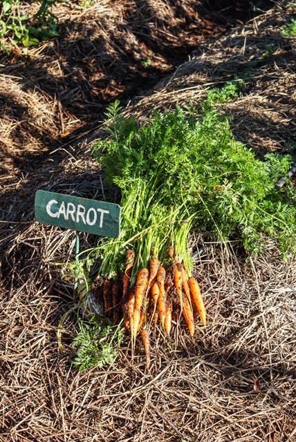Fresh carrots with green tops lying on dry soil beside a small sign reading “CARROT”