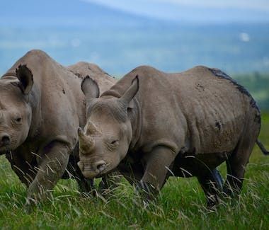 Three young rhinos grazing in green grass with a blurred blue landscape behind them