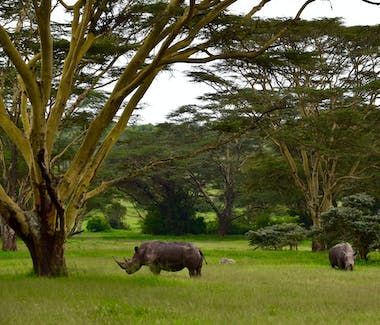 Rhinoceroses grazing in a green savanna with acacia trees.