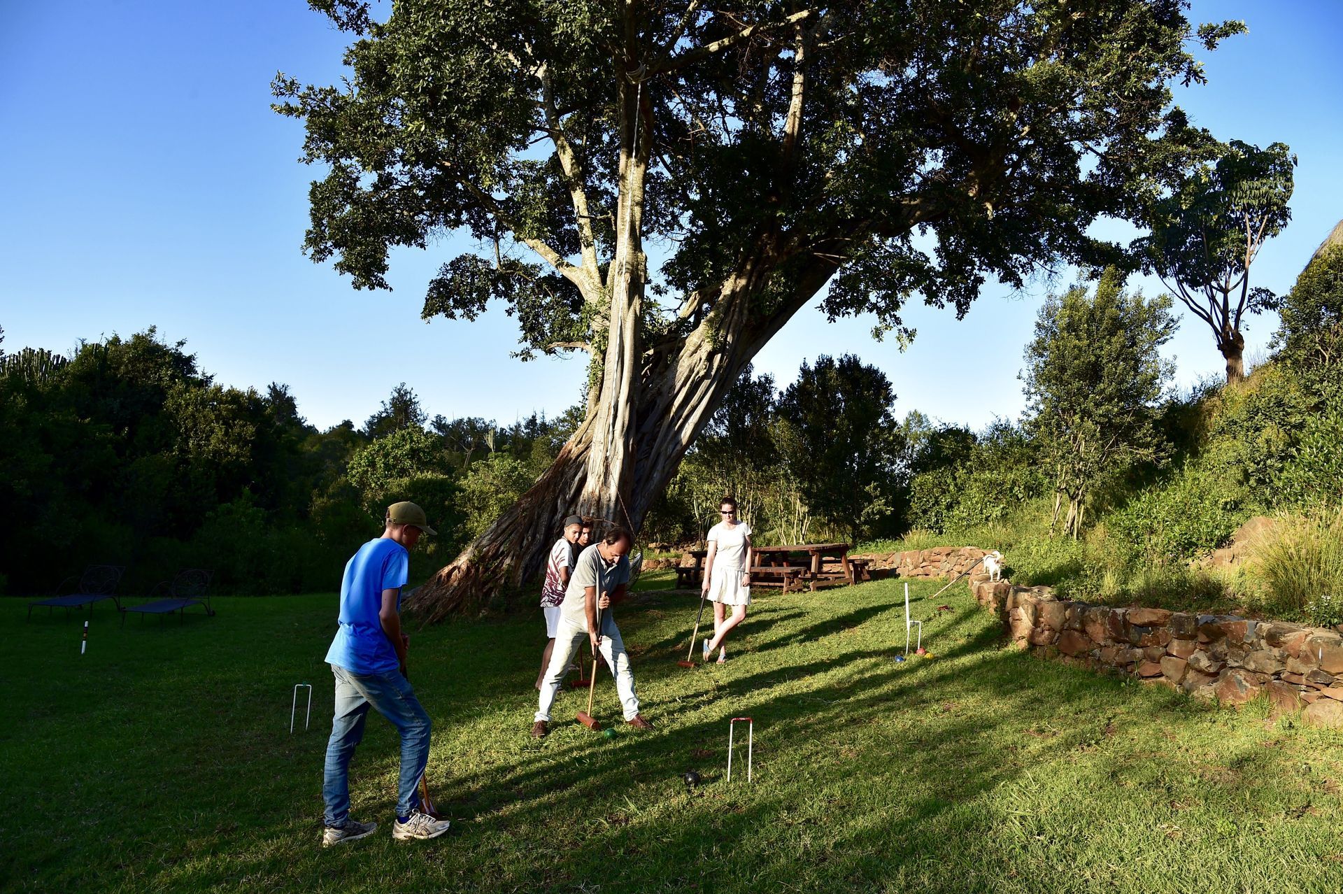 People walking on a sunny grassy slope beside a large tree
