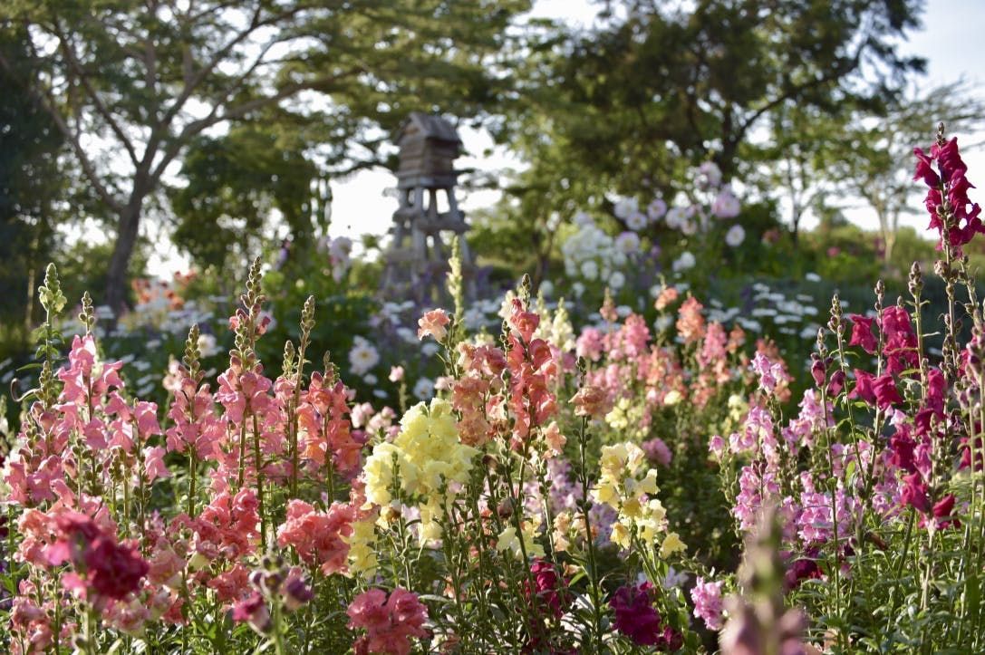 Pink and white flowers blooming in a sunny garden with a blurred tower in the background