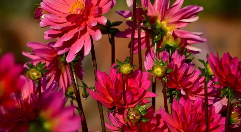 Bright pink and magenta daisies in bloom against a vivid floral background