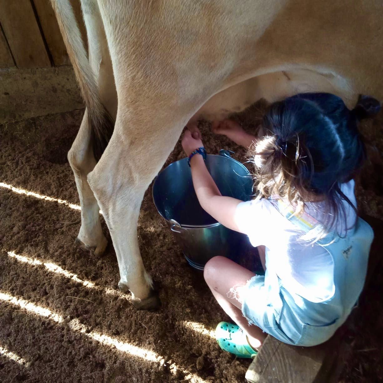 Child milking a cow in a barn, crouched beside the udder with a metal pail nearby