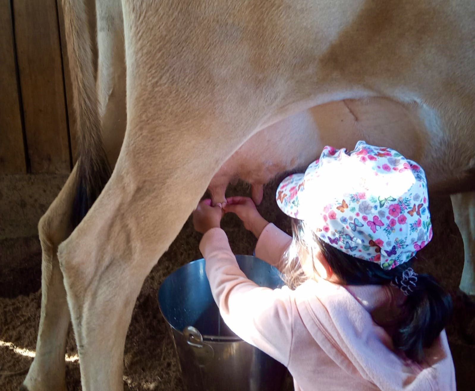 Person milking a cow into a metal bucket in a barn, wearing a floral hat.