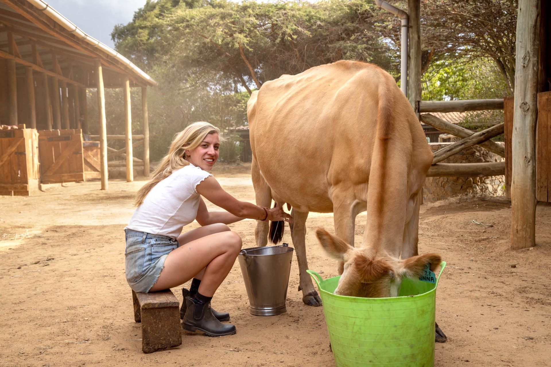 Woman milks a cow into buckets in a farmyard, with the cow eating from a green feed bin.