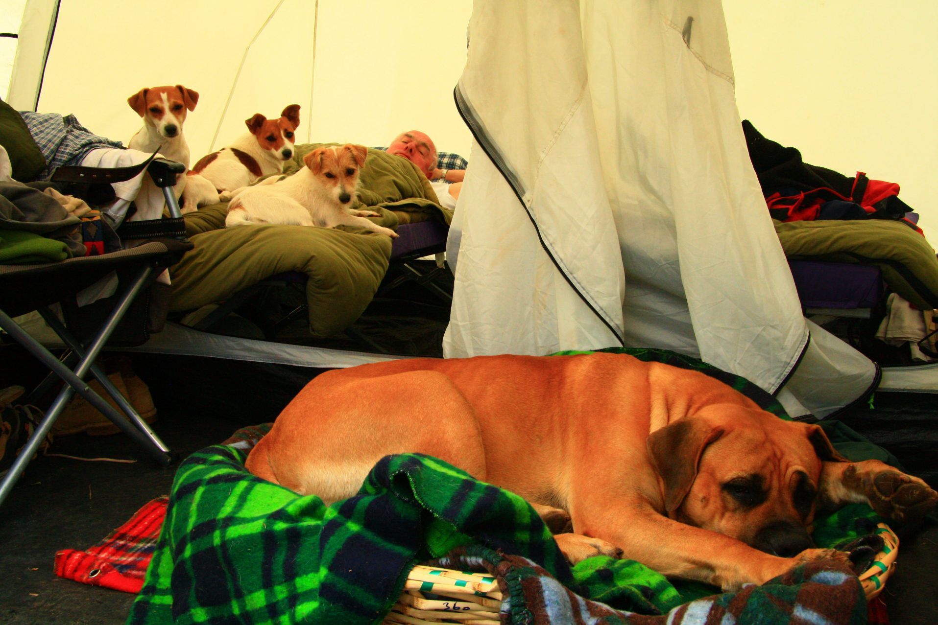 Sleeping dog in green plaid blanket inside a cluttered tent or campsite