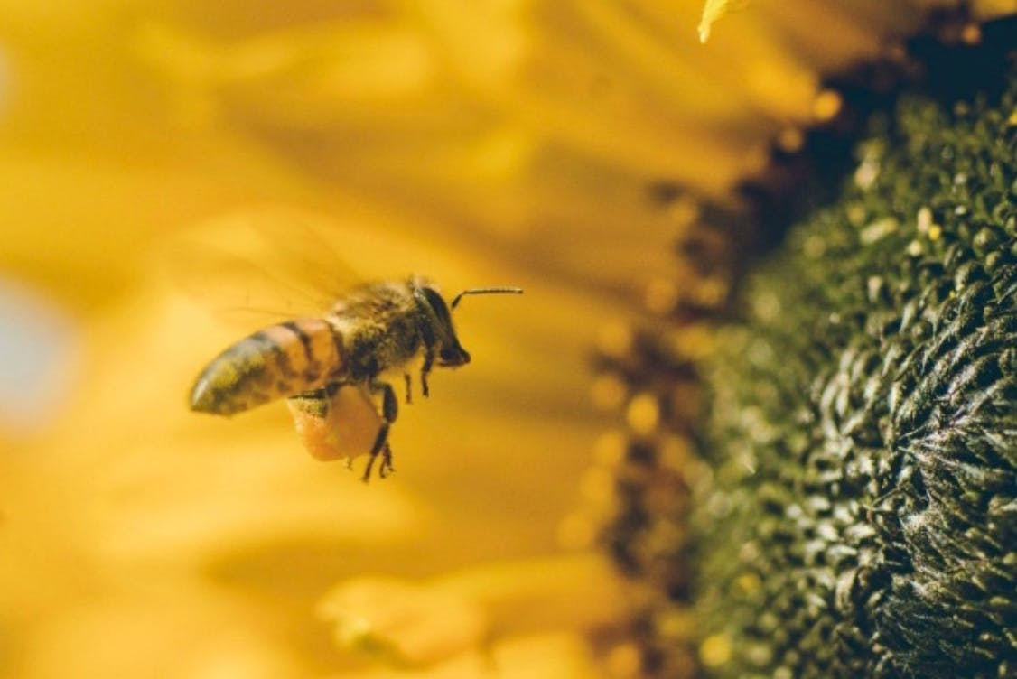 Honeybee hovering near a sunflower center against a golden blurred background