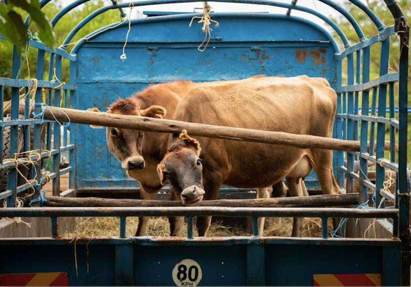 Cattle in a blue livestock trailer, including a brown cow and calf facing forward.