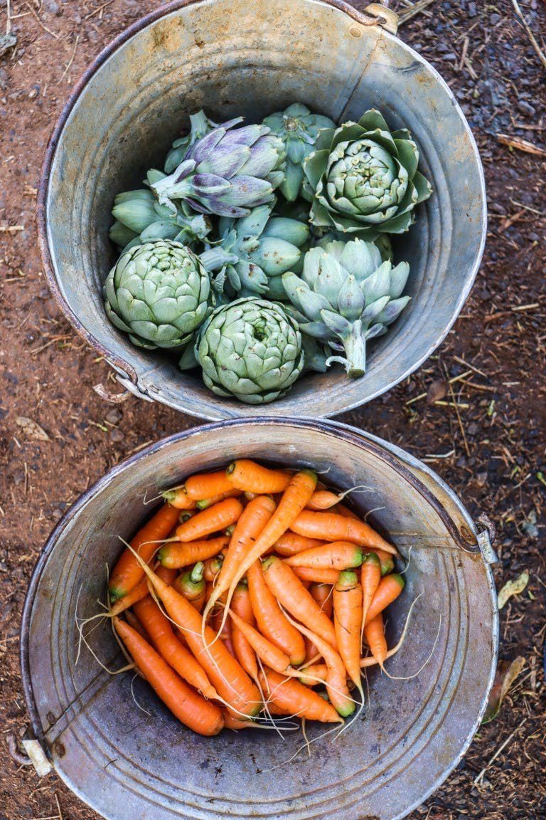 Two buckets on dirt: artichokes in one, orange carrots in the other.