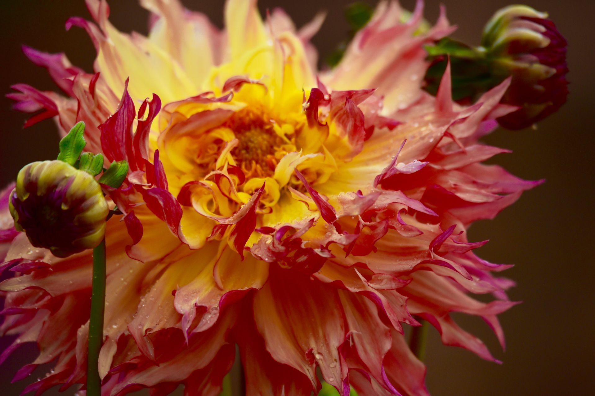 Close-up of a pink-and-yellow flower with green buds against a dark background