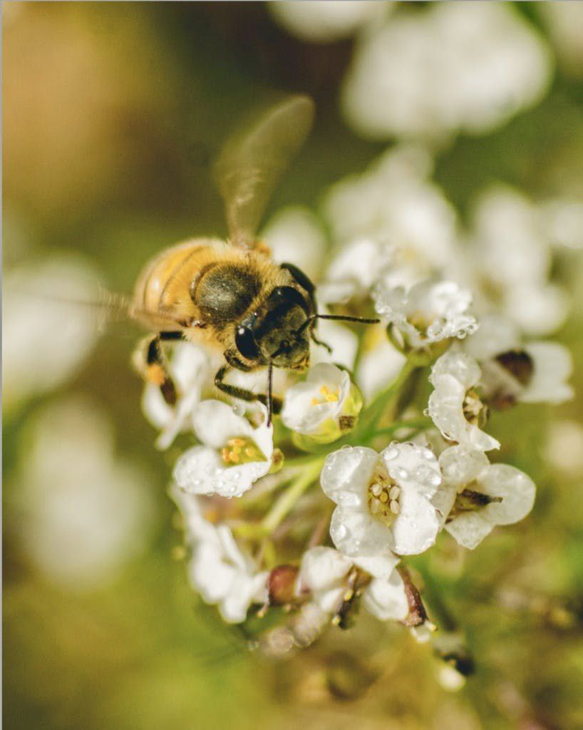 Bee on white flowers with blurred green background