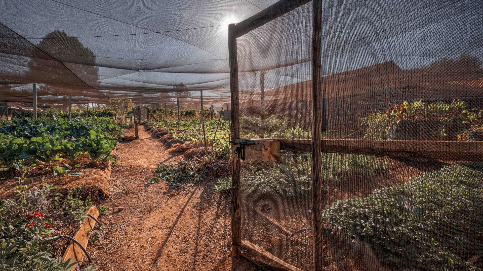 Mesh-covered garden with rows of plants, dirt paths, and a shaded outdoor greenhouse area