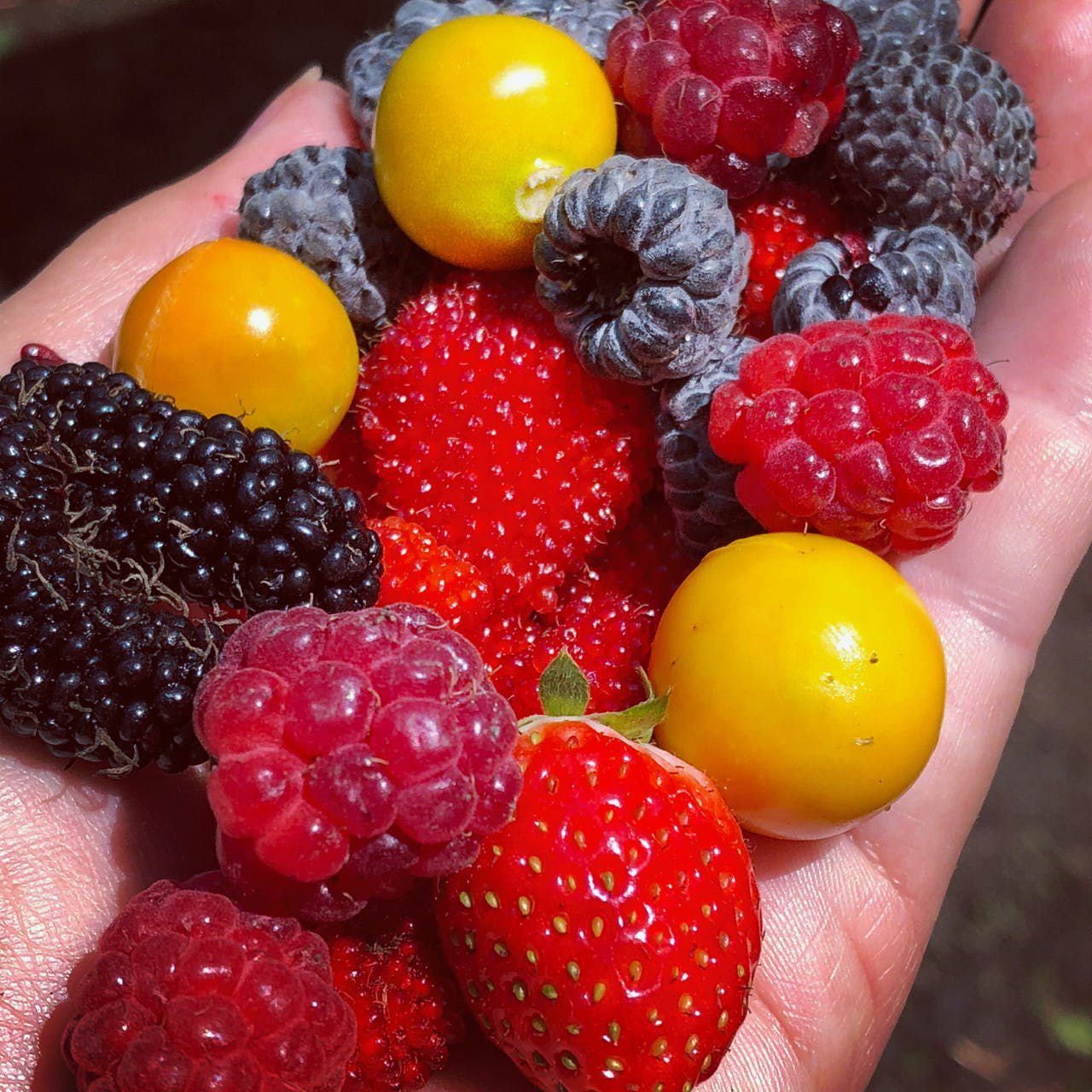 Handful of mixed berries, including raspberries, blackberries, strawberries, and yellow fruit