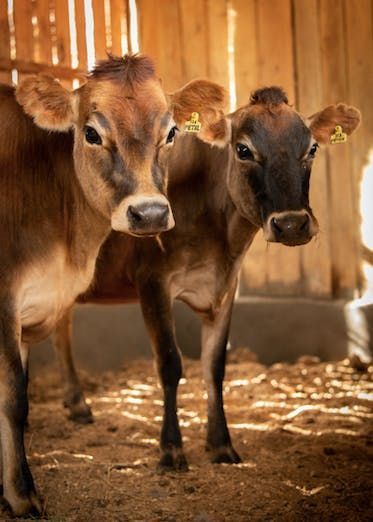 Two brown calves standing in a wooden barn, looking toward the camera.