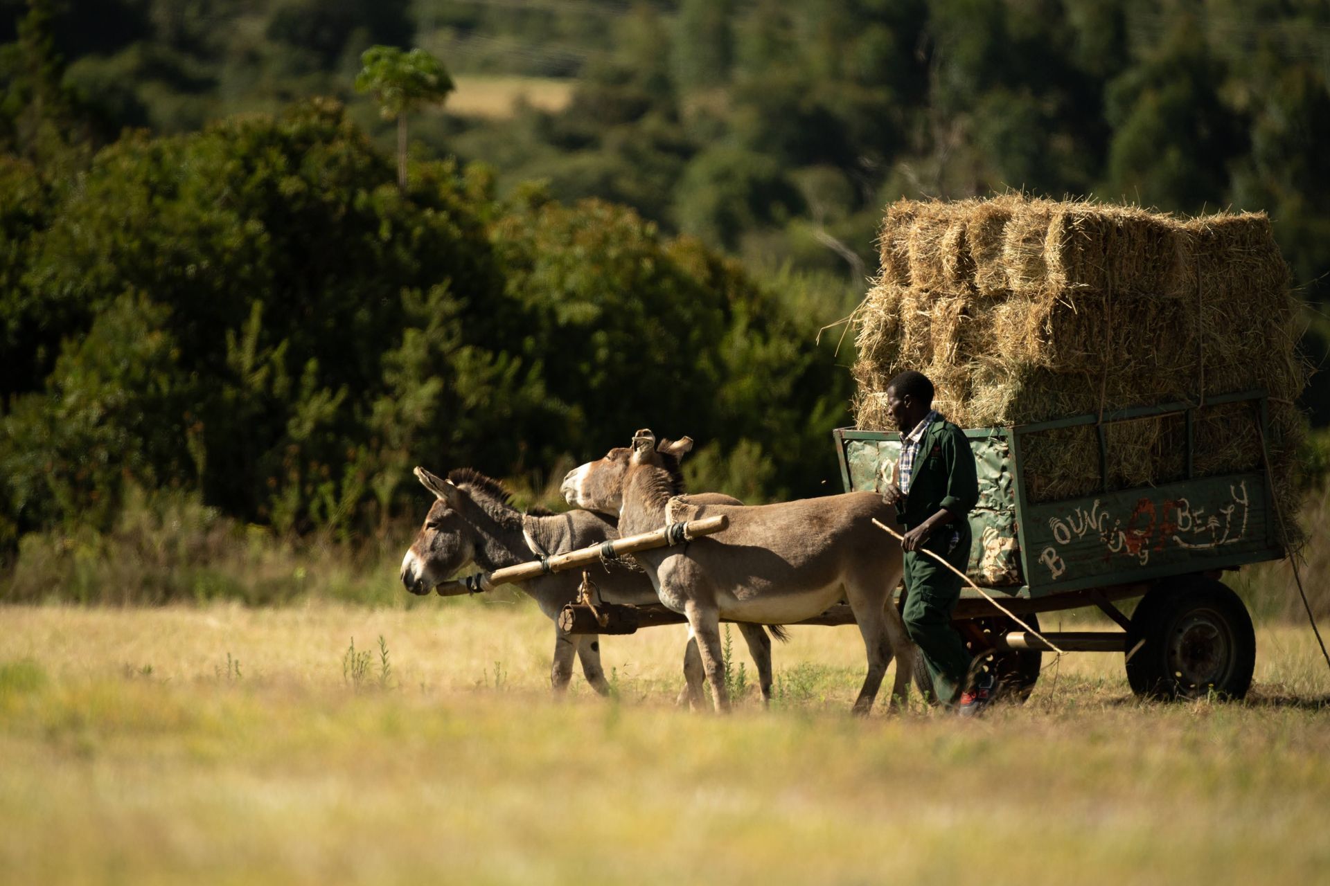 Ox-drawn cart loaded with hay moving across a grassy field under trees