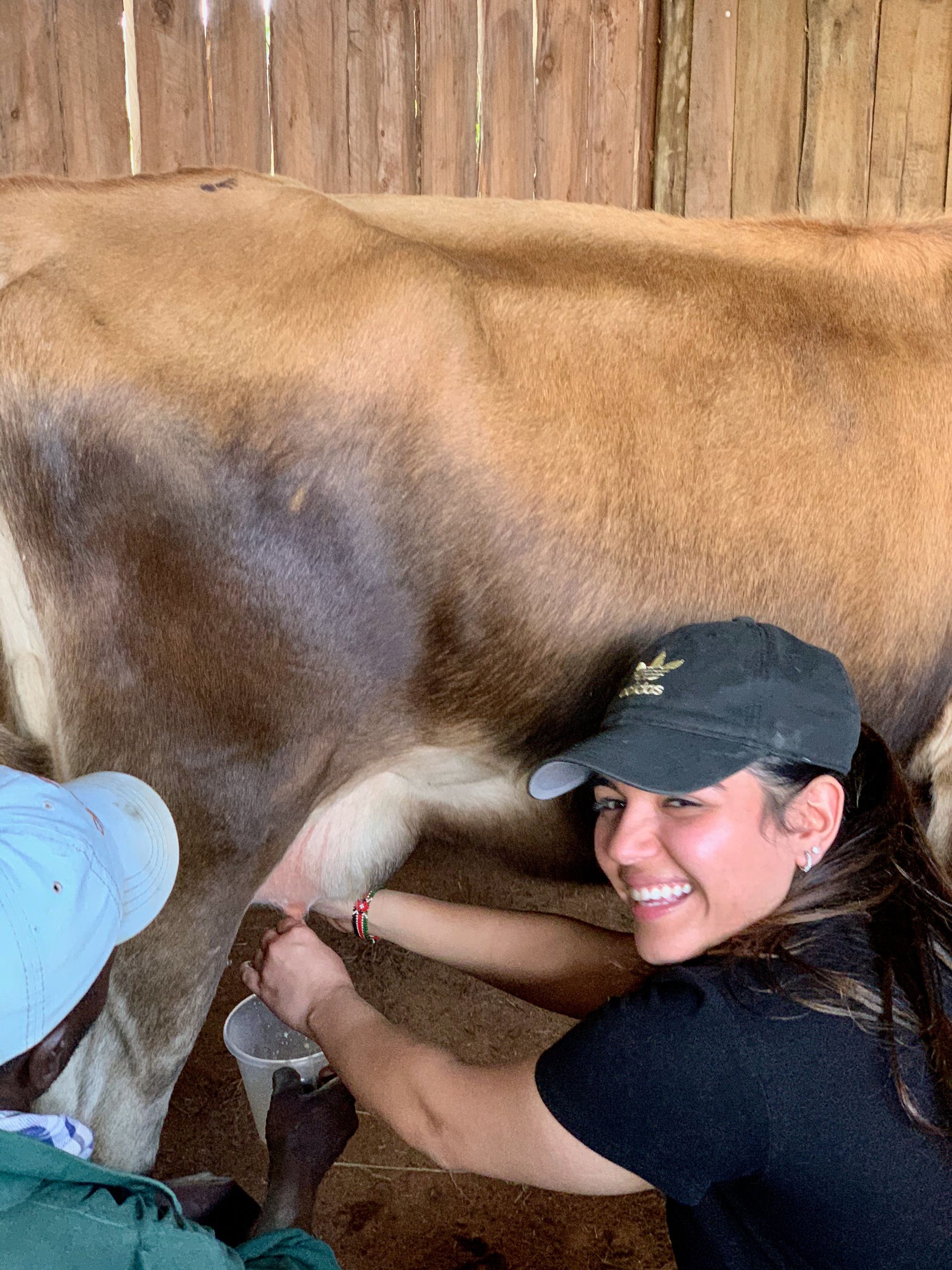 Woman milking a cow in a barn, smiling while wearing a black cap and shirt