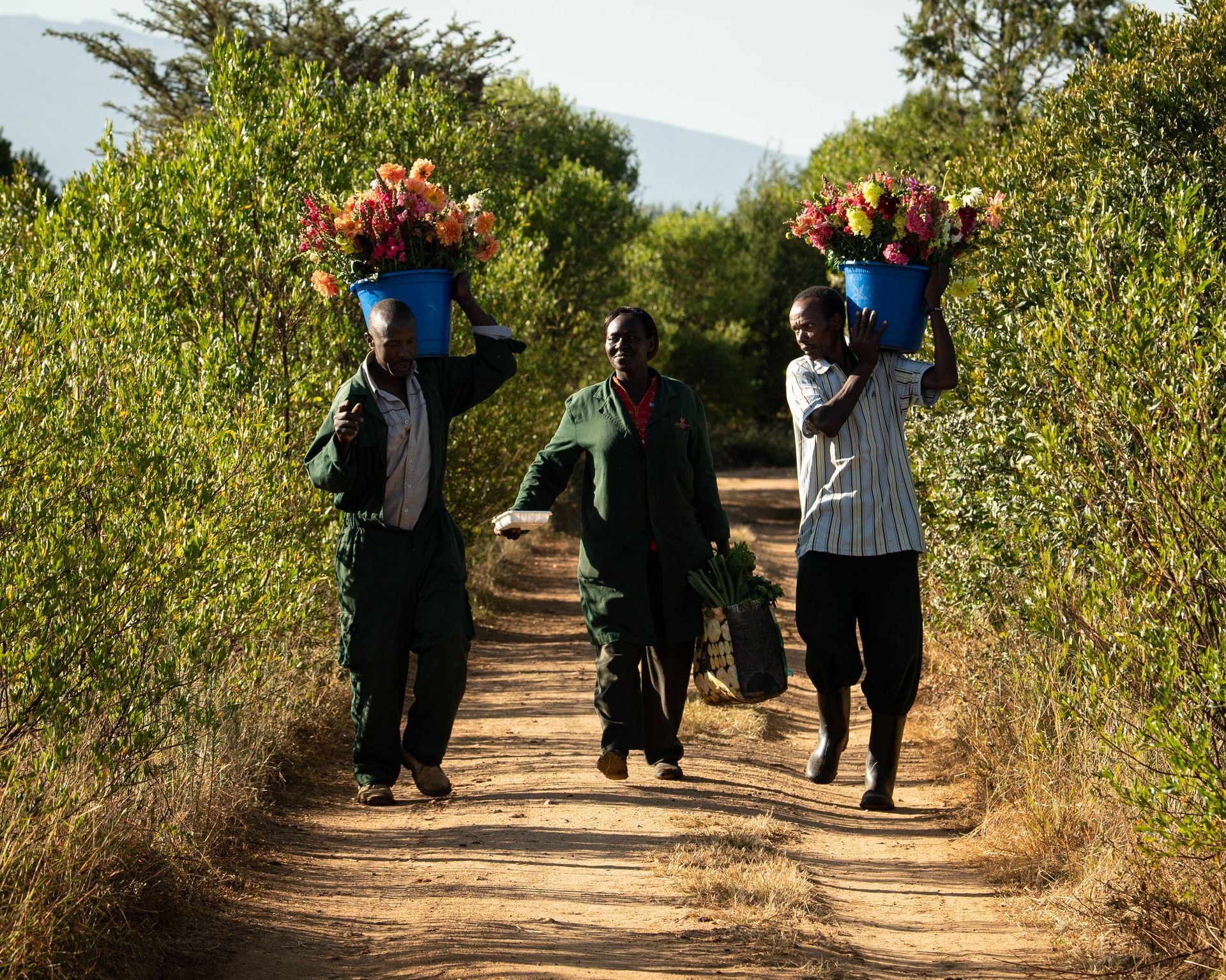 Three people carrying blue buckets of flowers walk along a dusty path between green bushes.