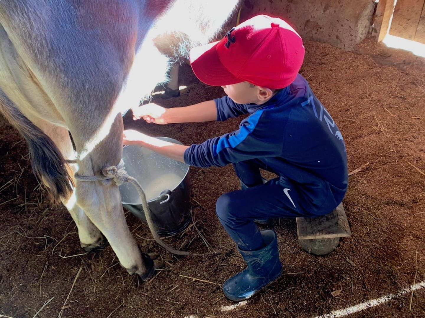 Child in red cap milking a cow in a barn
