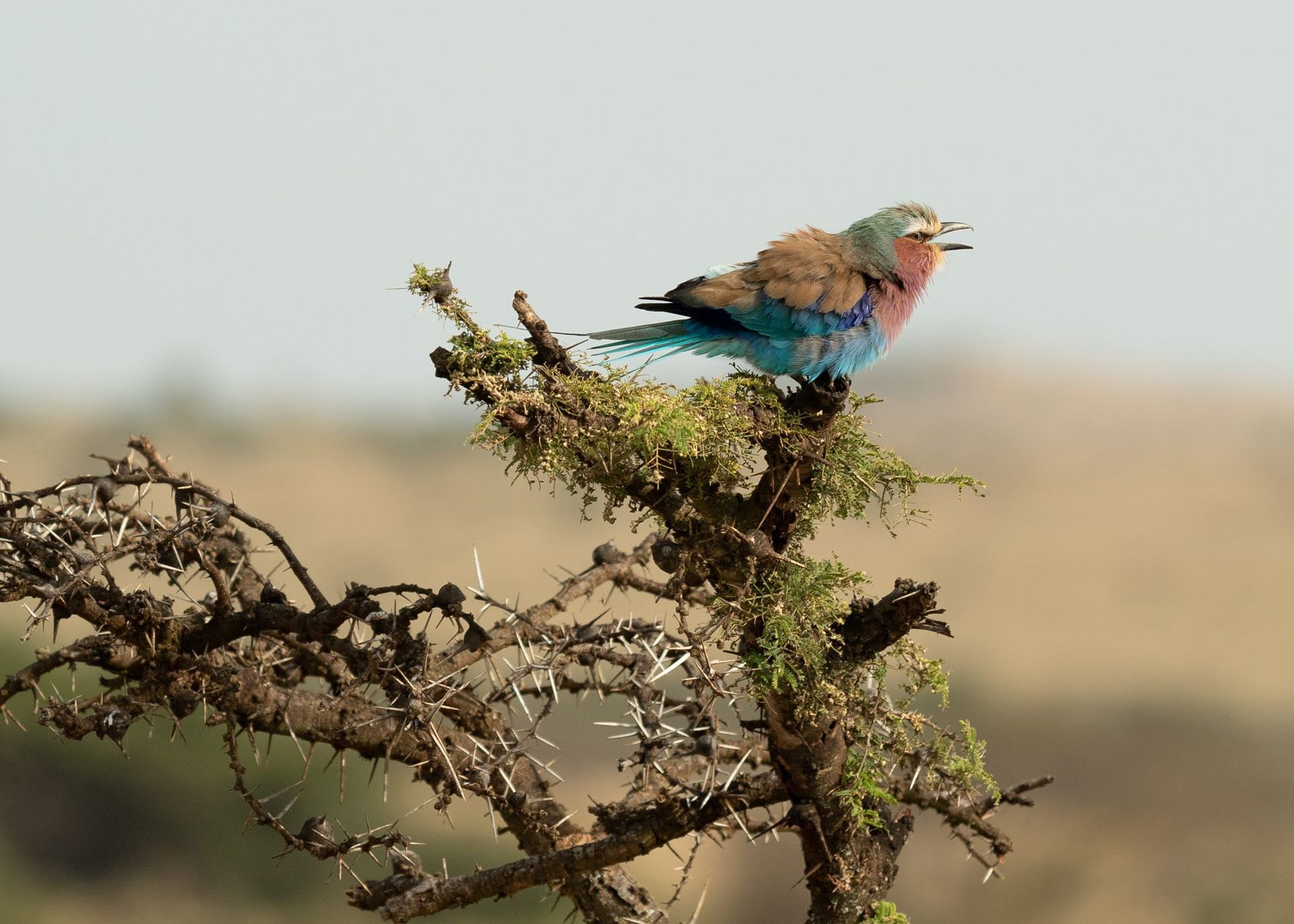 Colorful bird perched on a thorny branch in a dry, open landscape