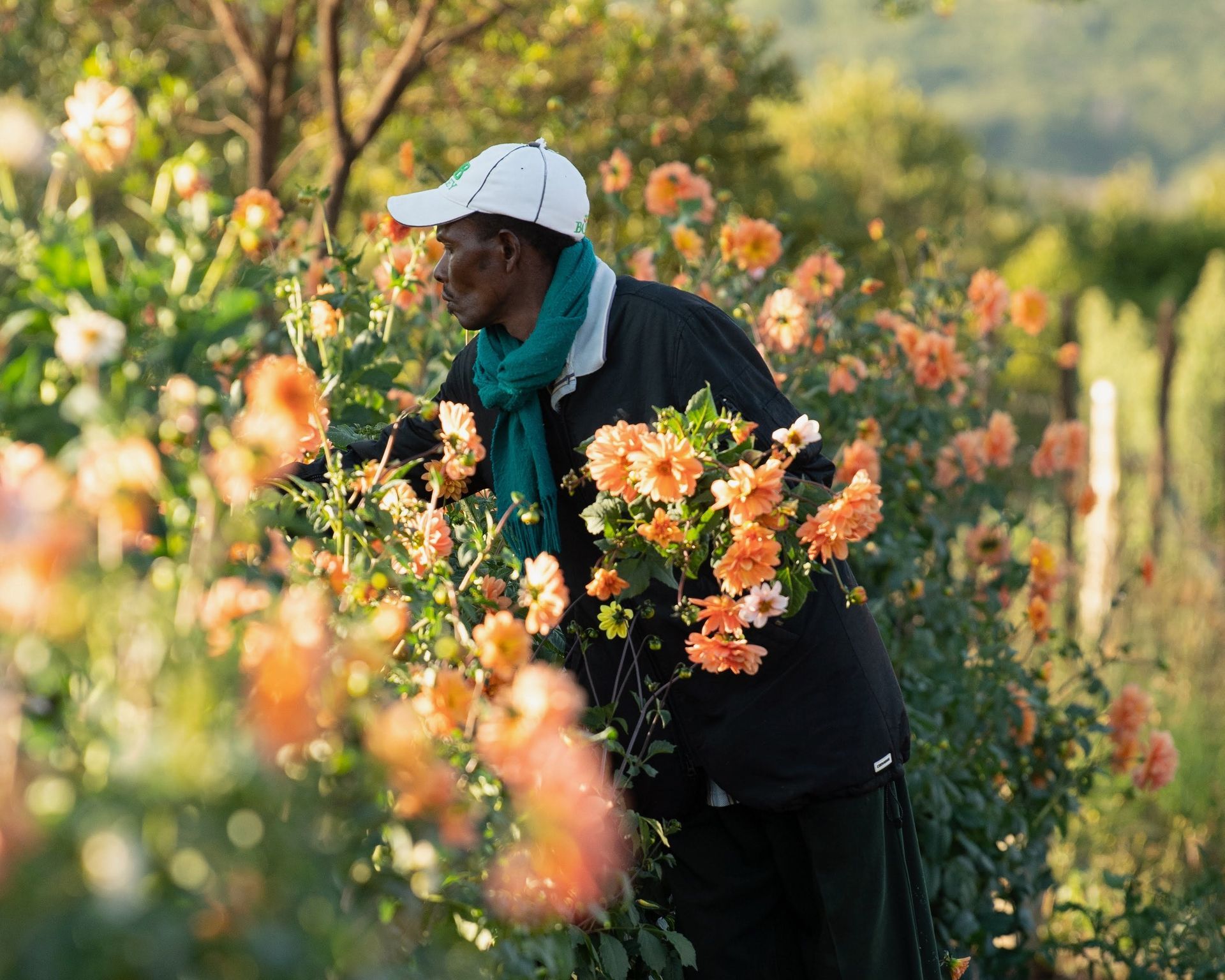 Person tending blooming orange flowers in a sunlit garden, wearing a white cap and teal scarf.