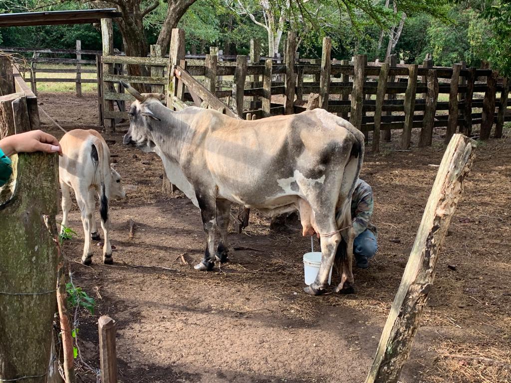 milking cows